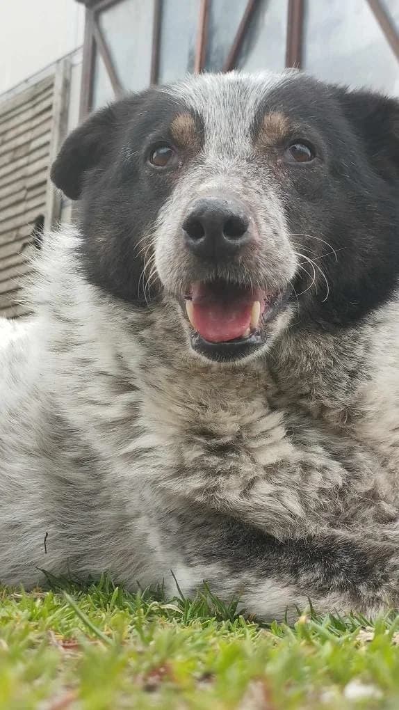 EMMA 3842 -ADOPTAT, female mixed breed for adoption at No Limit Pets, Romania
