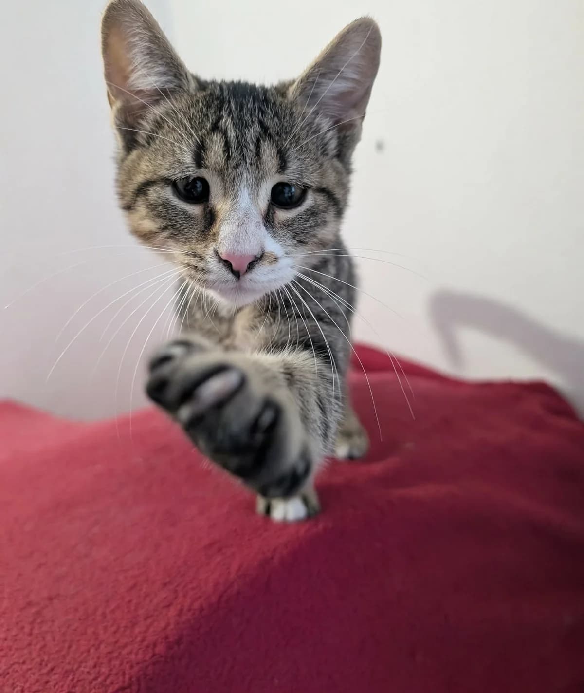 ESCU 2314 – ADOPTAT, male mixed breed for adoption at No Limit Pets, Romania