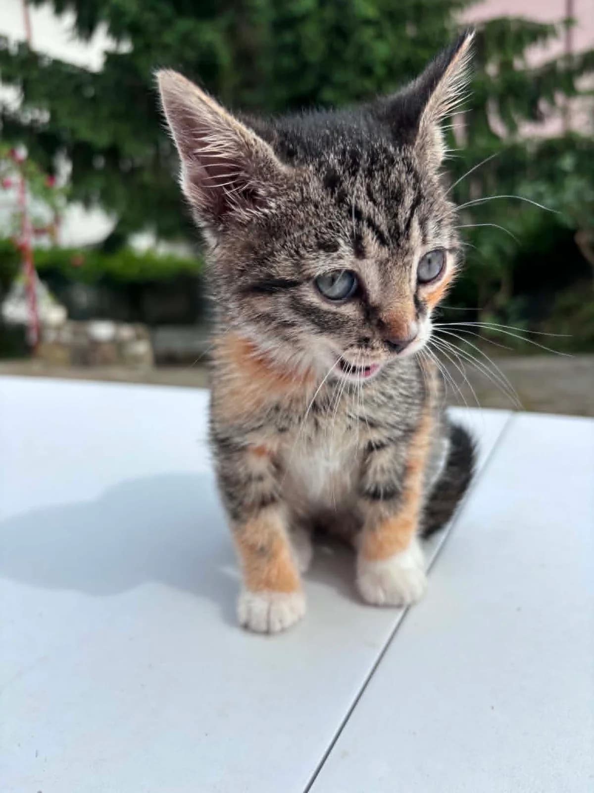 EUGENIE, female mixed breed for adoption at No Limit Pets, Romania