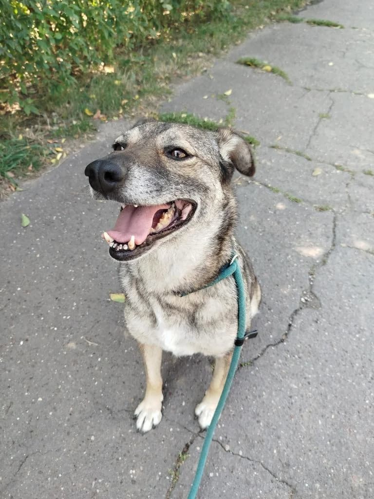 FANNY 8571- adoptat, female Mixed Breed for adoption at No Limit Pets, Romania