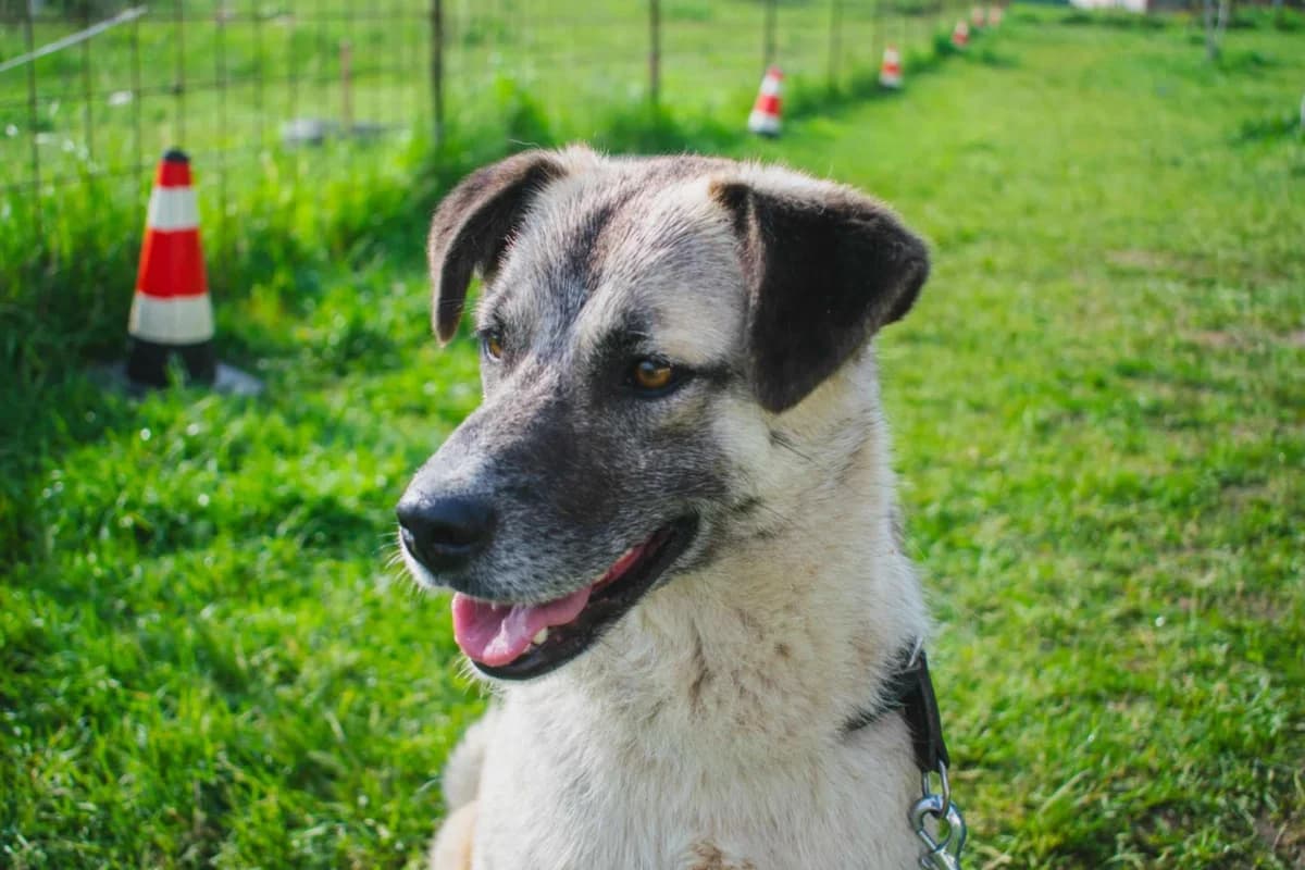 FELIX 0233, male 3yo mixed breed for adoption at No Limit Pets, Romania