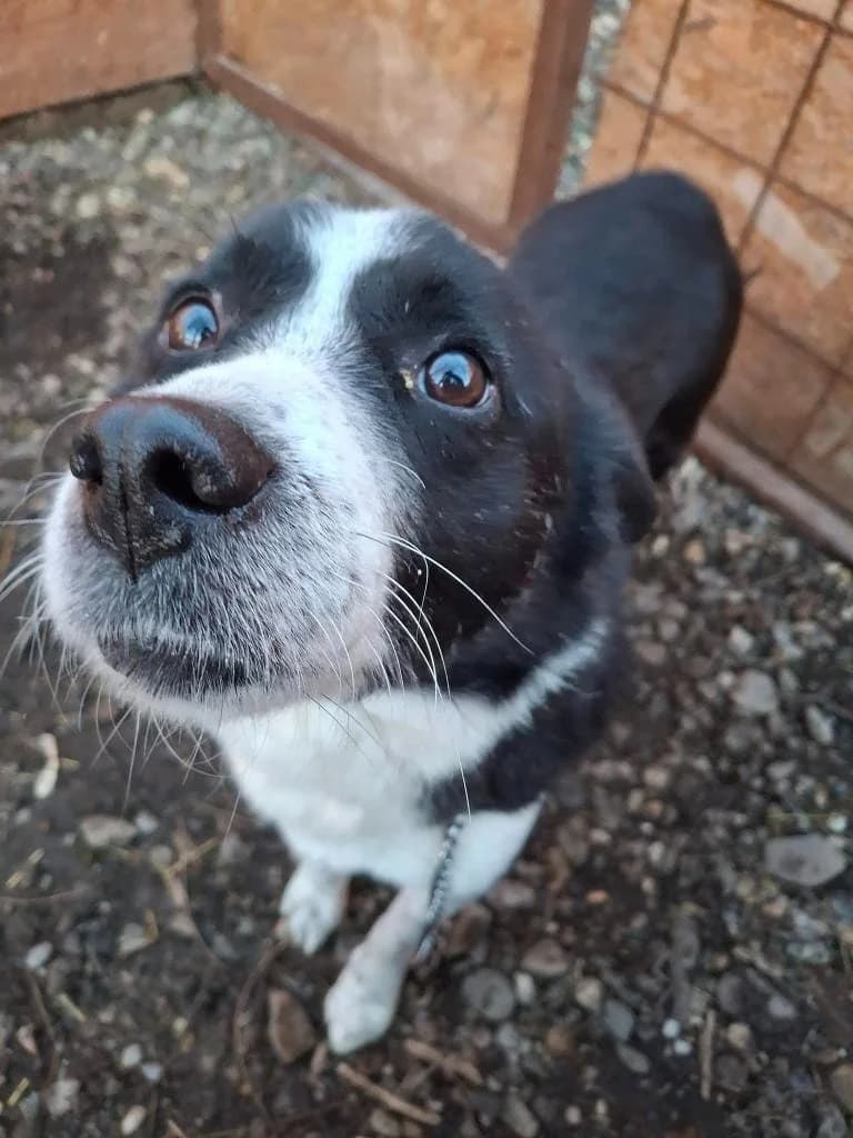 FELIX 4313- adoptat, male young mixed breed for adoption at No Limit Pets, Romania