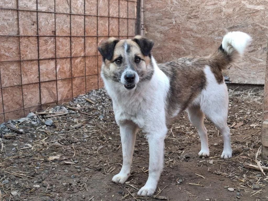FELIX 7793, male mixed breed for adoption at No Limit Pets, Romania