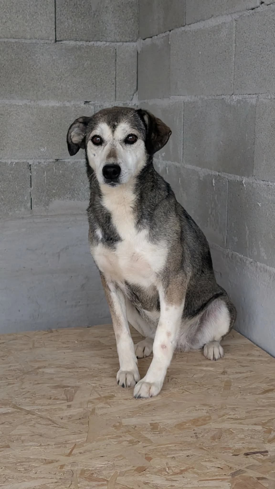 FINJA 0810- adoptat, female mixed breed for adoption at No Limit Pets, Romania
