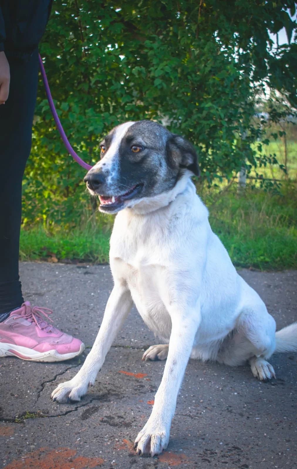 FIONA 2222, female mixed breed for adoption at No Limit Pets, Romania