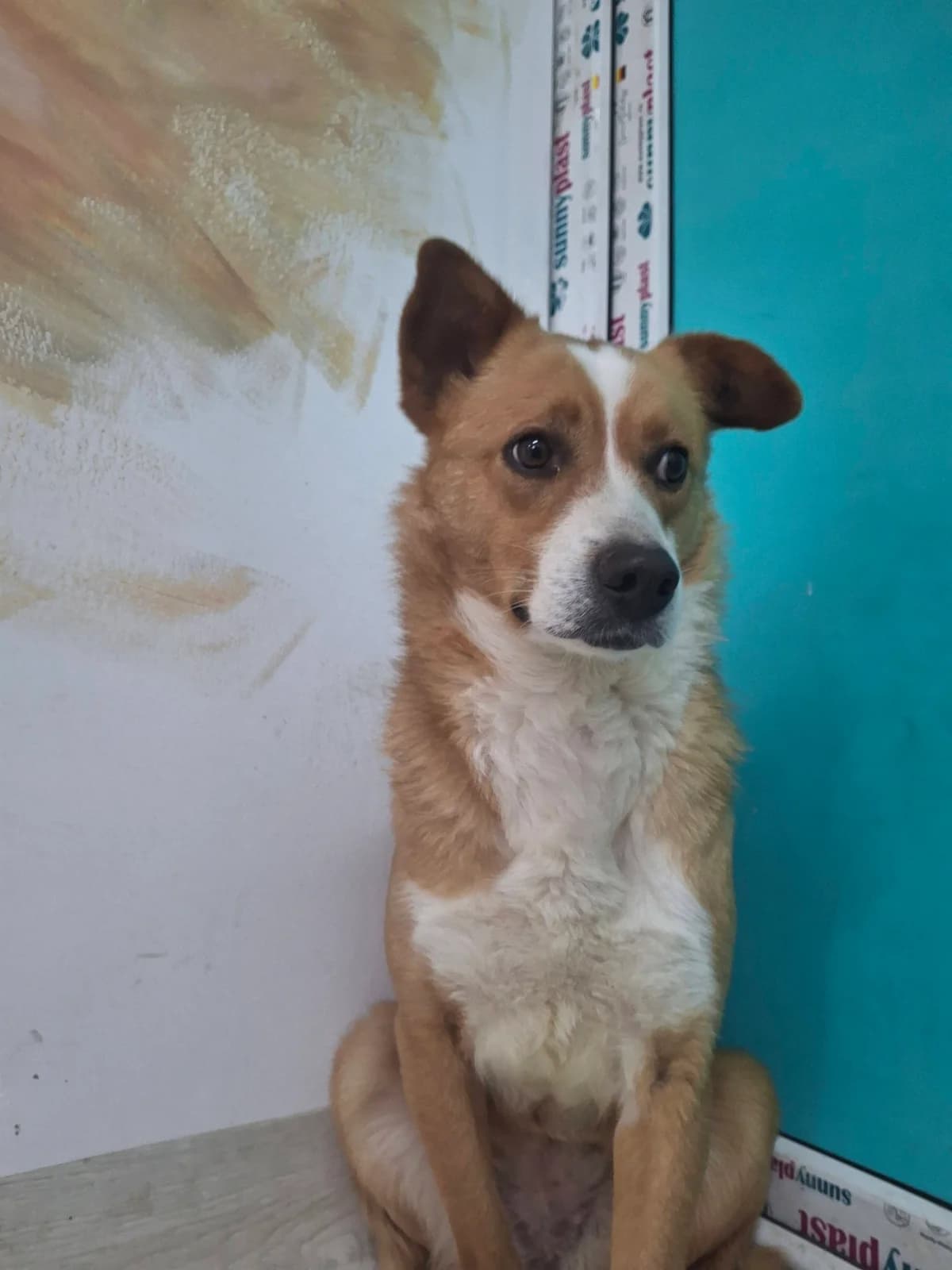 FLORA 5686, female mixed breed for adoption at No Limit Pets, Romania