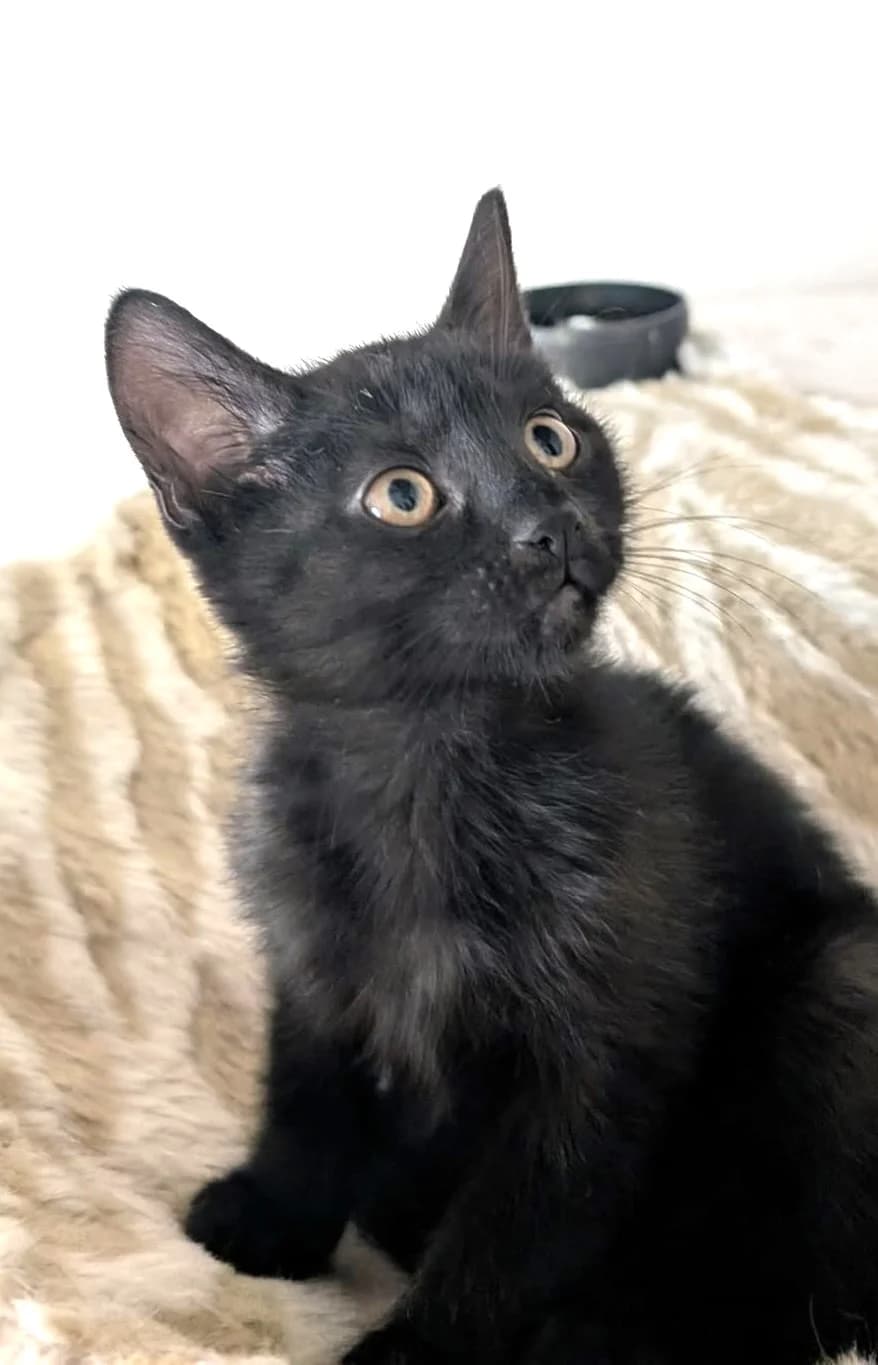 FIRA CAT-ADOPTAT, female mixed breed for adoption at No Limit Pets, Romania