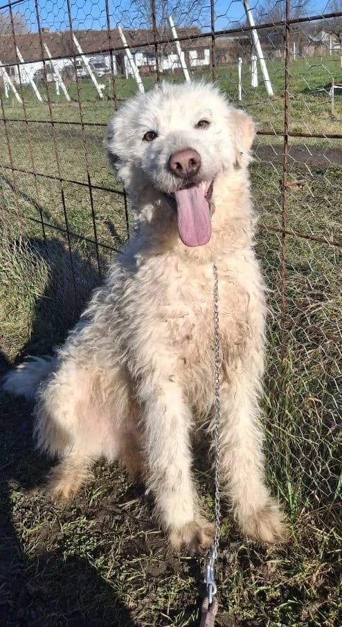 FLAKE 2956- adoptat, male mixed breed for adoption at No Limit Pets, Romania