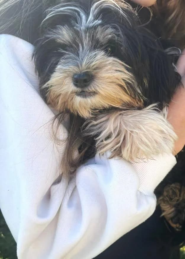 FLOR 1423-ADOPTAT, male Bichon Frisé for adoption at No Limit Pets