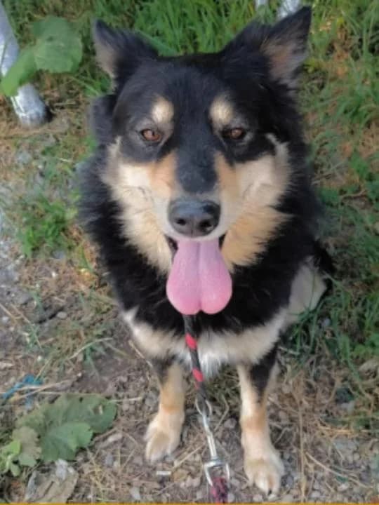 FLORIAN 0011, male Mixed Breed for adoption at No Limit Pets, Romania
