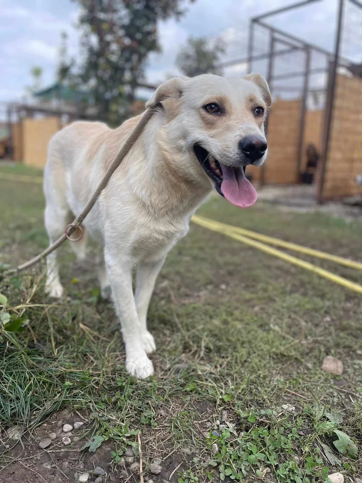 FLUSE 6275, female mixed breed for adoption at No Limit Pets, Romania