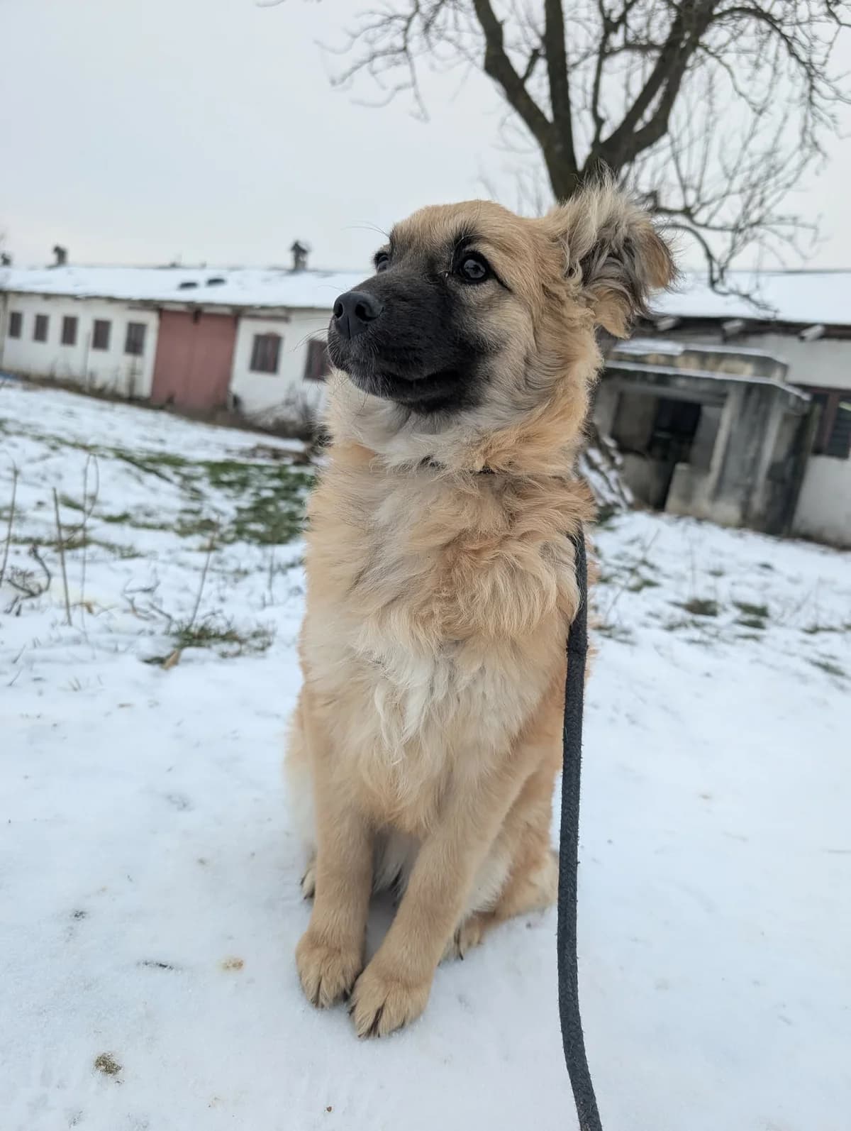 FLUTTER 1409- adoptat, female mixed breed for adoption at No Limit Pets, Romania