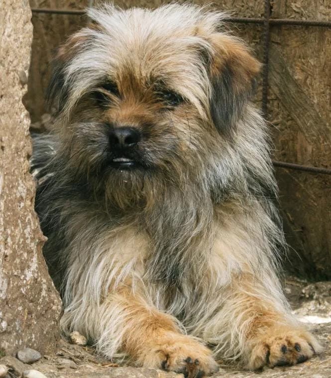 FREDDY 2304 – ADOPTAT, male mixed breed for adoption at No Limit Pets, Romania