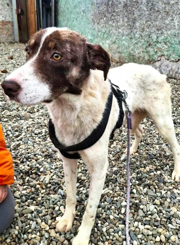 FREEDA,  Mixed Breed for adoption at No Limit Pets, Romania