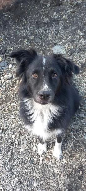 FRODO 7307, male Border Collie for adoption at No Limit Pets