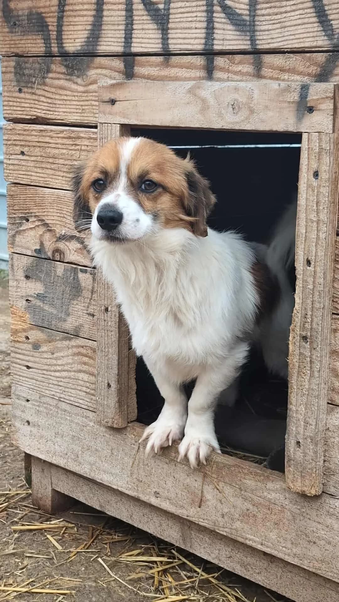 GINGER 5679- adoptat, male mixed breed for adoption at No Limit Pets, Romania