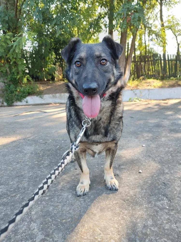 GORDO 7865, male 4yo mixed breed for adoption at No Limit Pets, Romania
