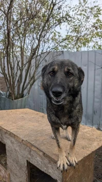 GRACE 7286, female 3yo German Shepherd for adoption at No Limit Pets, Romania