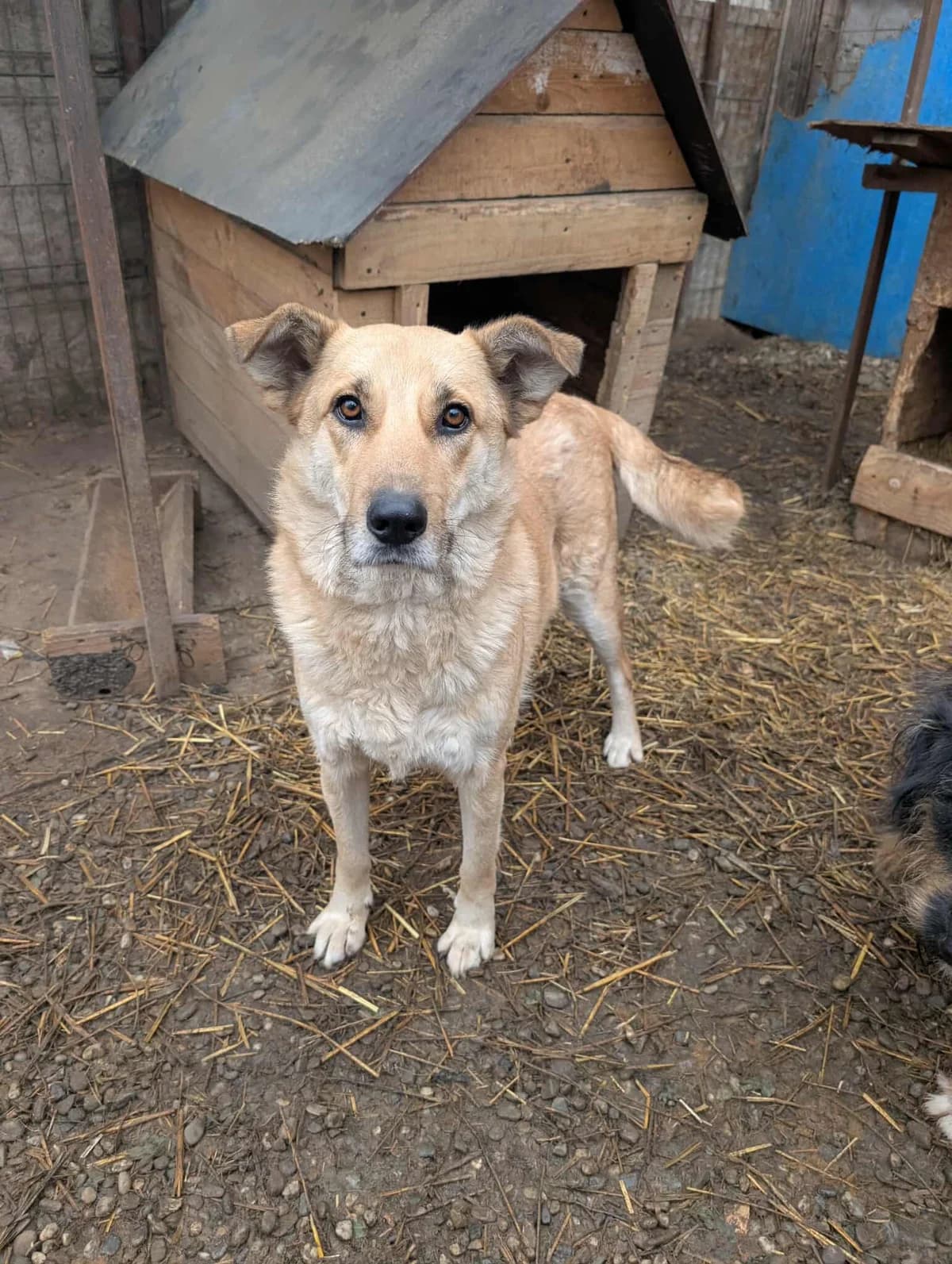 GRACE7445, female young Mixed Breed for adoption at No Limit Pets, Romania