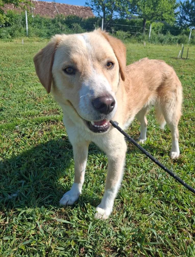 HARRY 2274, male mixed breed for adoption at No Limit Pets, Romania