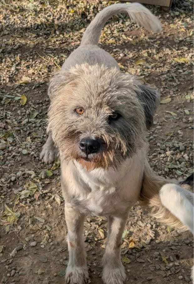 HENRY 3852- adoptat, male mixed breed for adoption at No Limit Pets, Romania