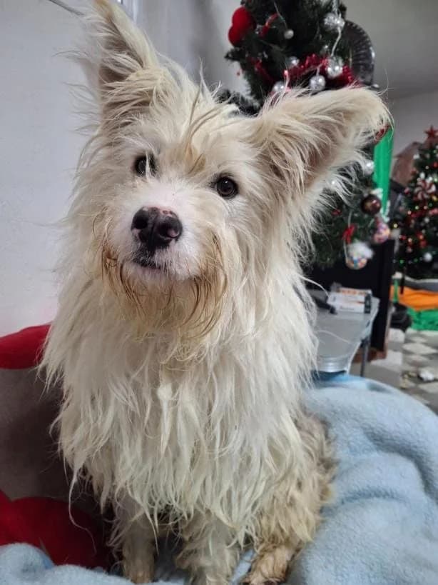 HENRY 7984 – ADOPTAT, male mixed breed for adoption at No Limit Pets, Romania