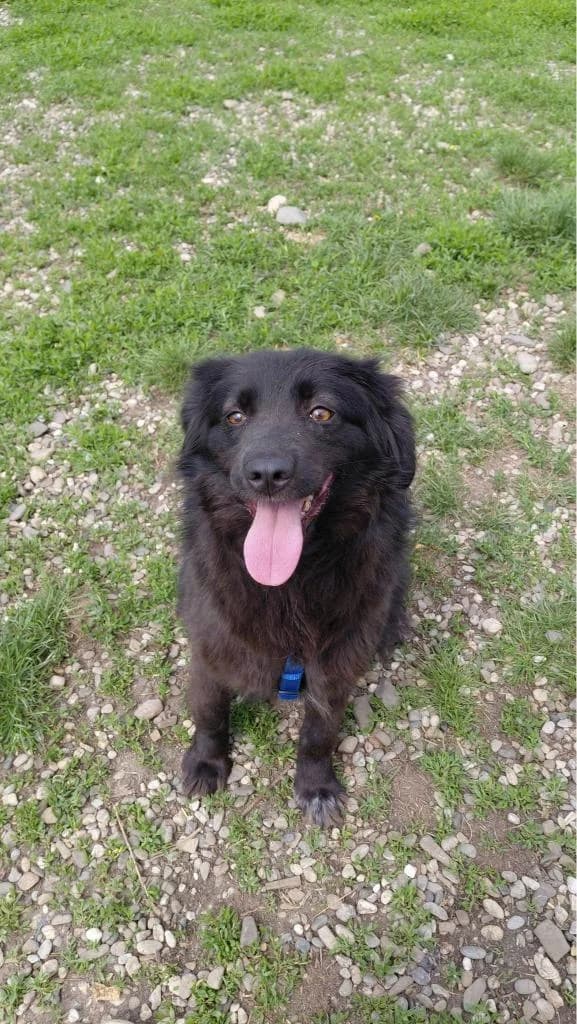 HERA 5986, female 4yo mixed breed for adoption at No Limit Pets, Romania