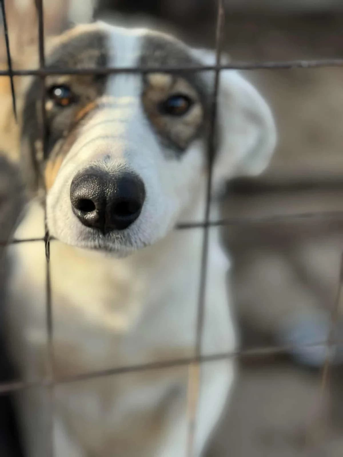 HETTI, female young mixed breed for adoption at No Limit Pets, Romania