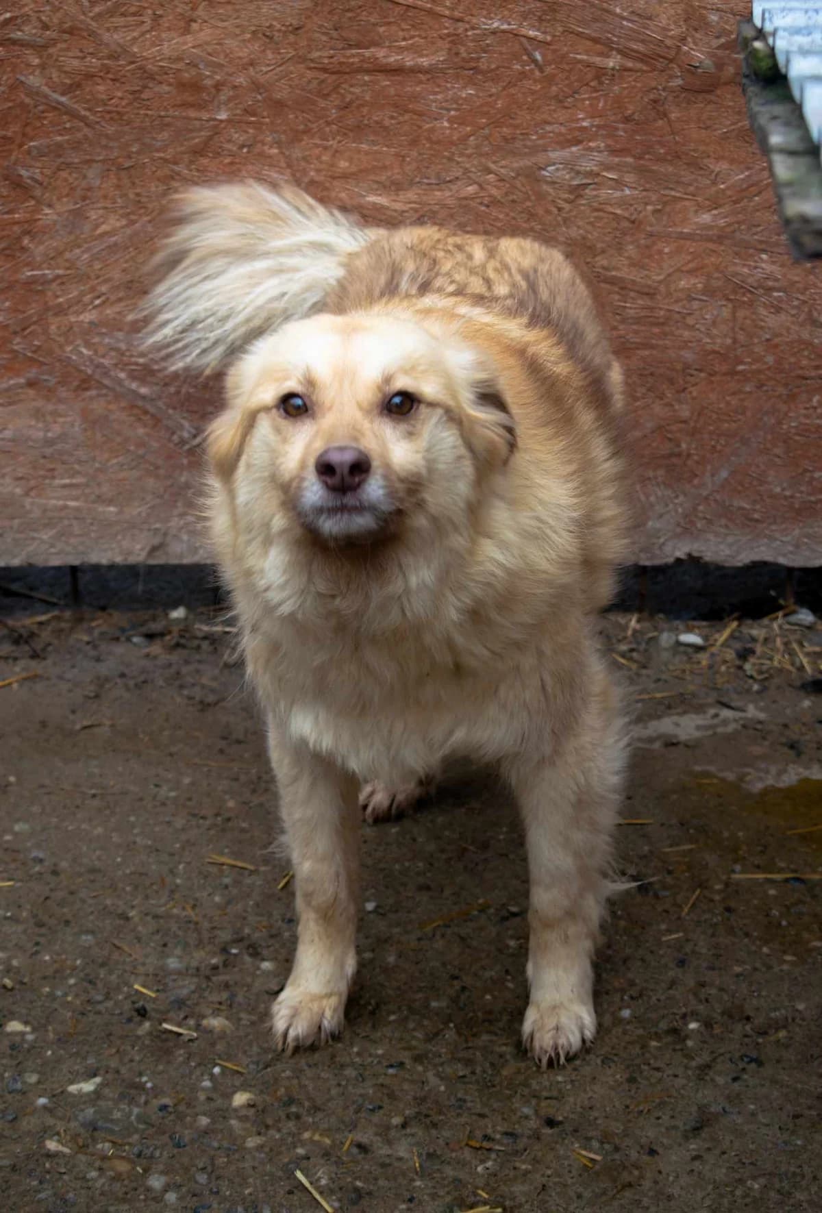 HEXE 2554, female 7yo Mixed Breed for adoption at No Limit Pets, Romania