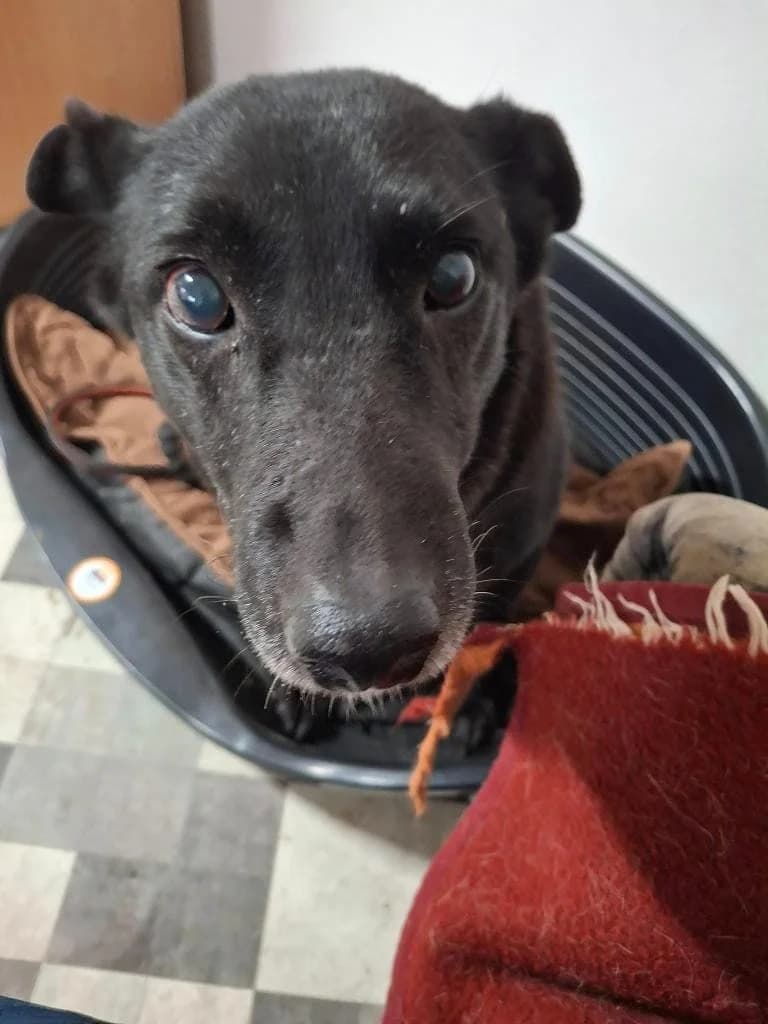 HOLLY 0243 – ADOPTAT, female 4yo mixed breed for adoption at No Limit Pets, Romania