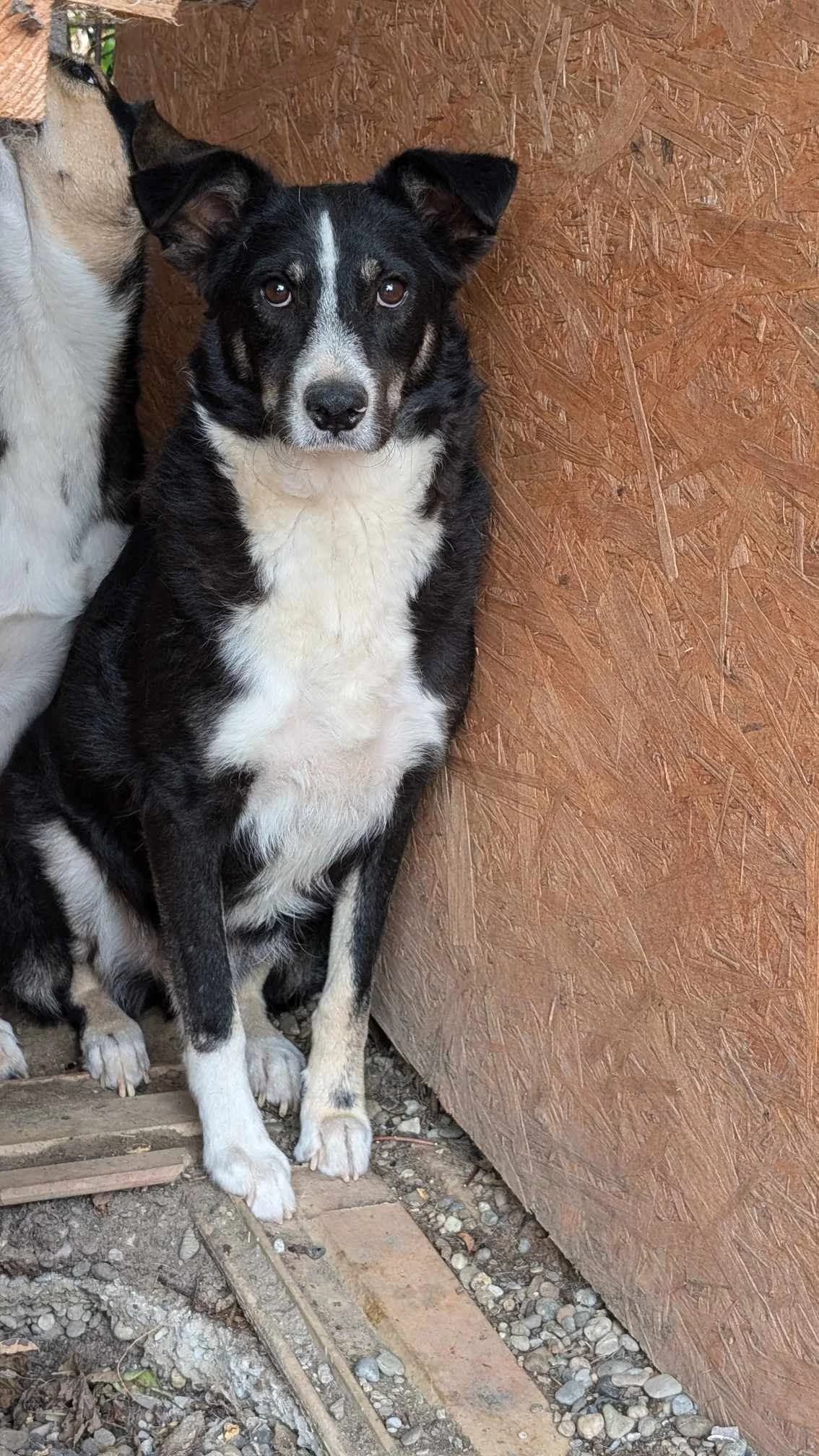 HONDO 6368, male 3yo mixed breed for adoption at No Limit Pets, Romania