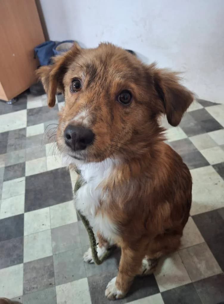 HONEY 2229 – ADOPTAT, female mixed breed for adoption at No Limit Pets, Romania