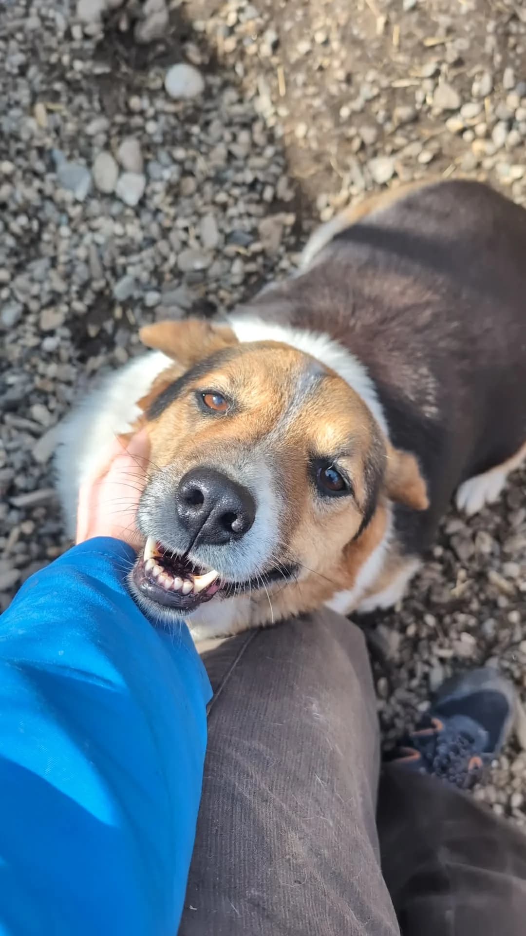 HOPE 4825, female young mixed breed for adoption at No Limit Pets, Romania