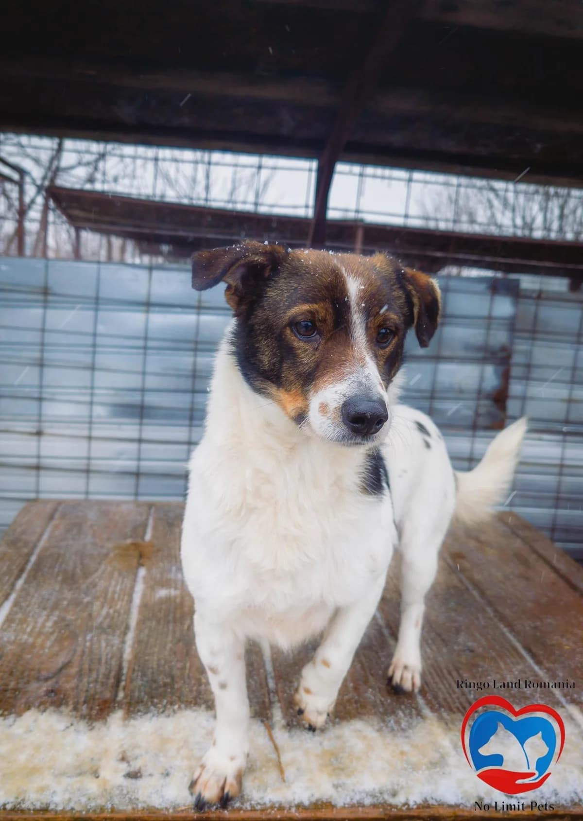 INGO 5694, male young Mixed Breed for adoption at No Limit Pets, Romania