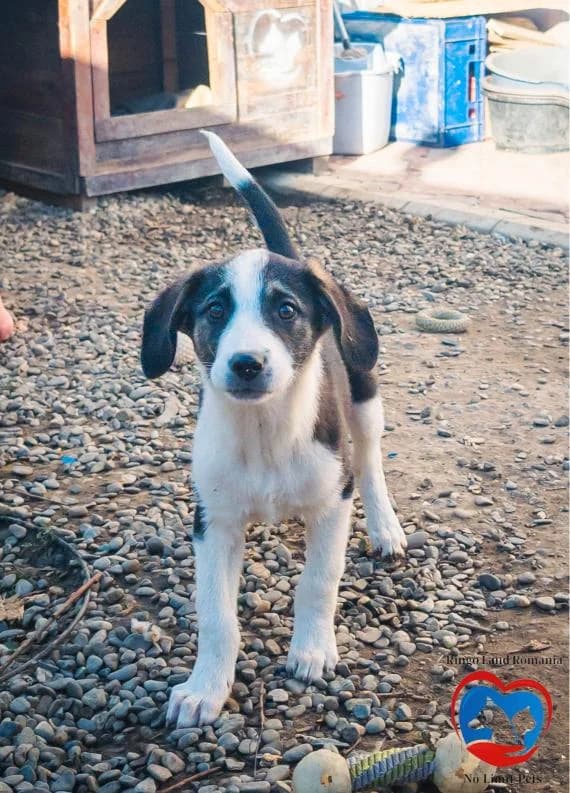 IRIS 1424 – ADOPTAT, female mixed breed for adoption at No Limit Pets, Romania
