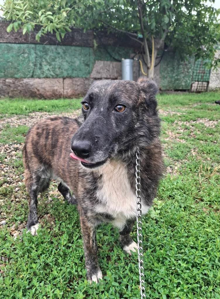 JACKO 5883, male young mixed breed for adoption at No Limit Pets, Romania