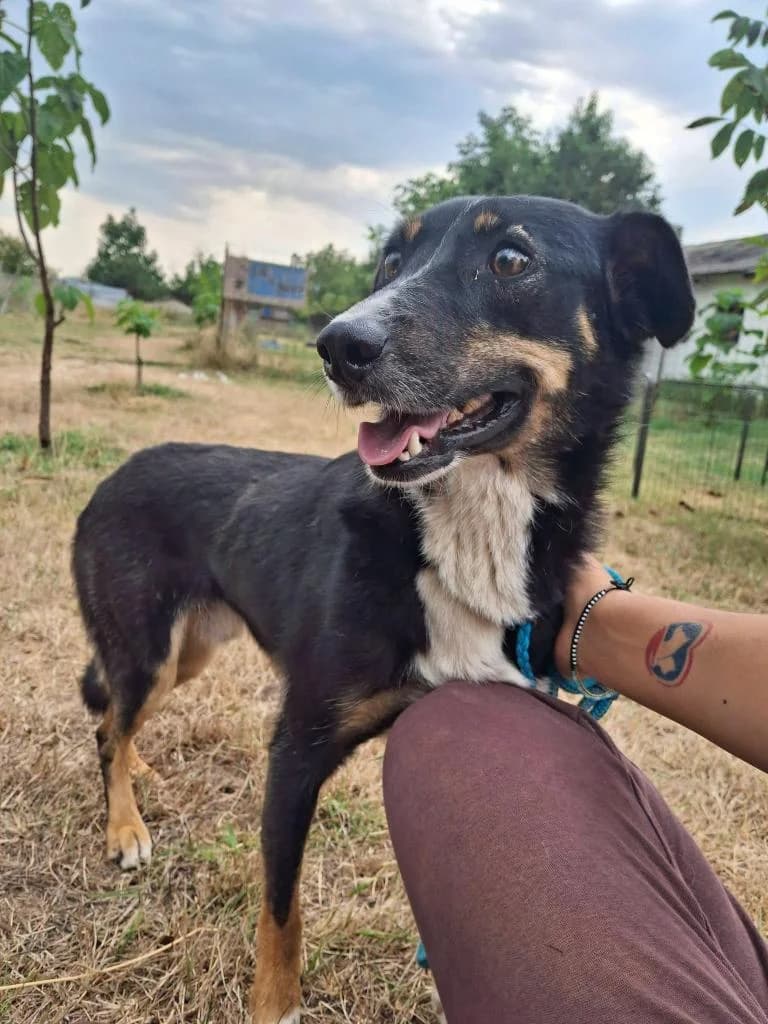 JANOSCH 5314, male young mixed breed for adoption at No Limit Pets, Romania