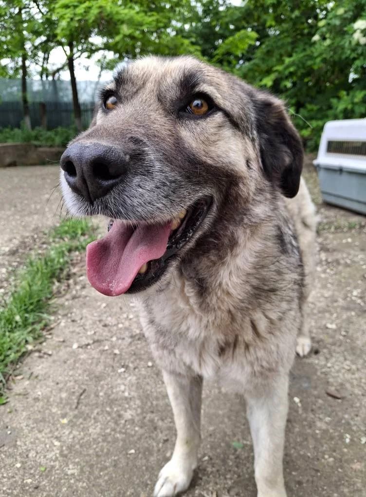 JASON 7284, male Mixed Breed for adoption at No Limit Pets, Romania