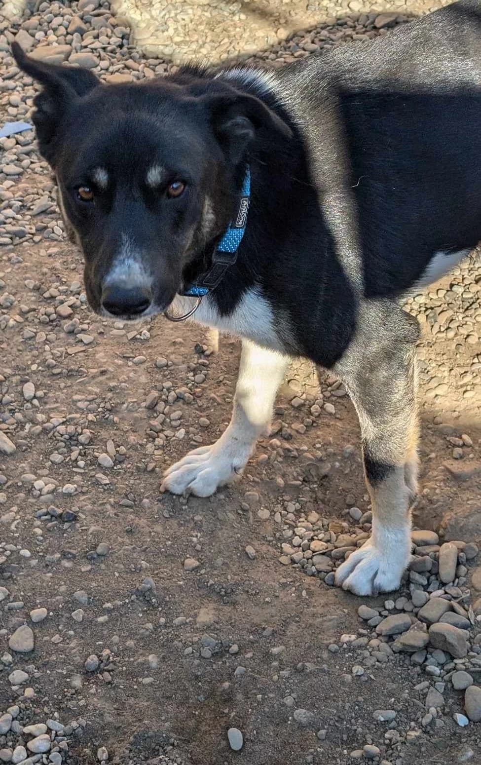 JAY 2347, male young Mixed Breed for adoption at No Limit Pets, Romania