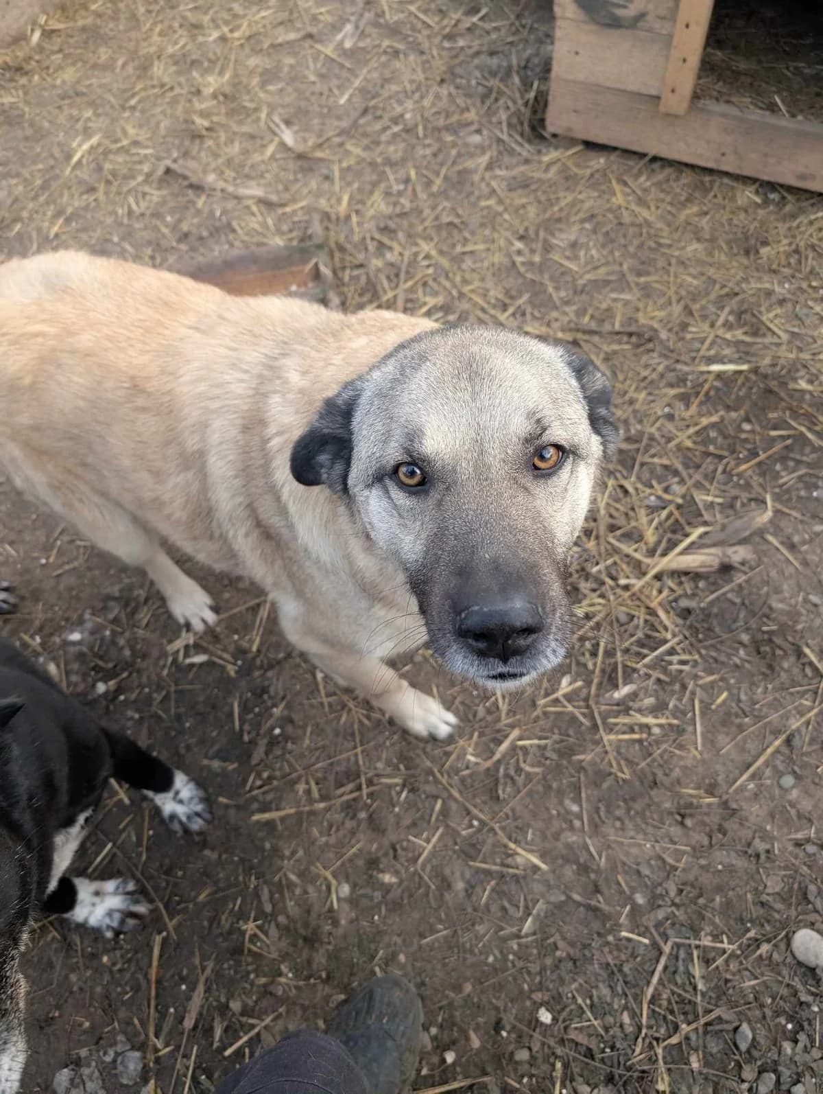 JAY 4839, male 3yo mixed breed for adoption at No Limit Pets, Romania