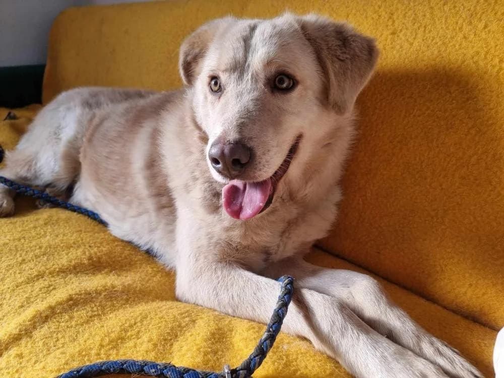JAY 5351, male mixed breed for adoption at No Limit Pets, Romania