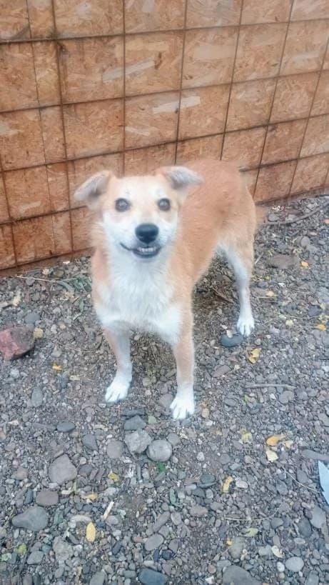 JAY JAY 0215 – ADOPTAT, female mixed breed for adoption at No Limit Pets, Romania