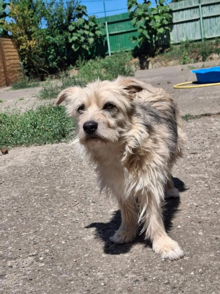 JERRY 4958, male puppy mixed breed for adoption at No Limit Pets, Romania