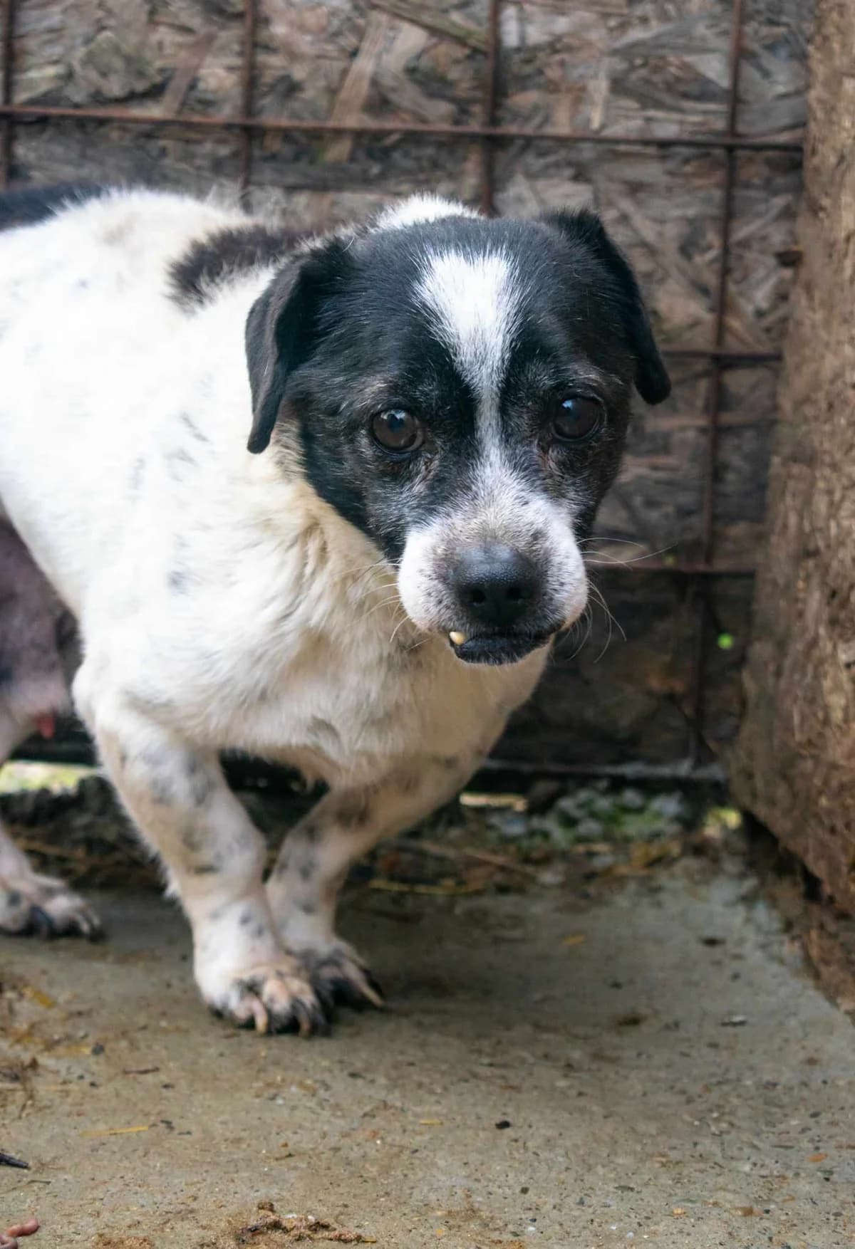 JIMMY 6191, male Mixed Breed for adoption at No Limit Pets, Romania