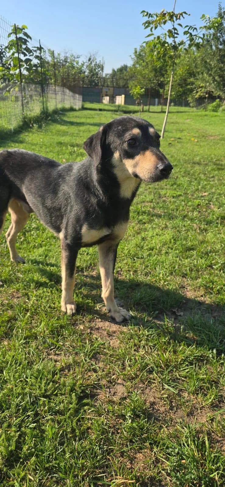 JIMMY, male young mixed breed for adoption at No Limit Pets, Romania