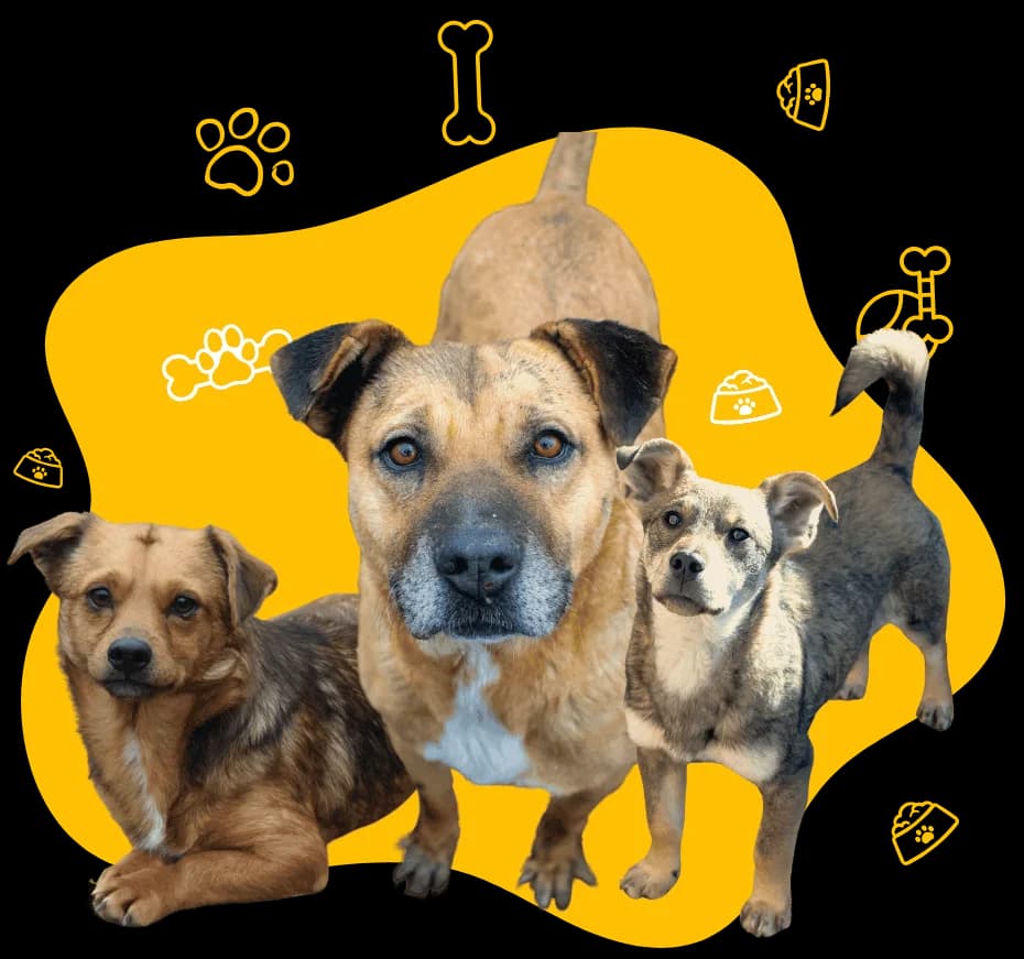 JIMMY 8299-adoptat, male mixed breed for adoption at No Limit Pets — photo 3 of 12