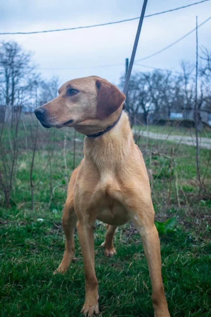 JOKER 1965 – ADOPTAT, male mixed breed for adoption at No Limit Pets, Romania