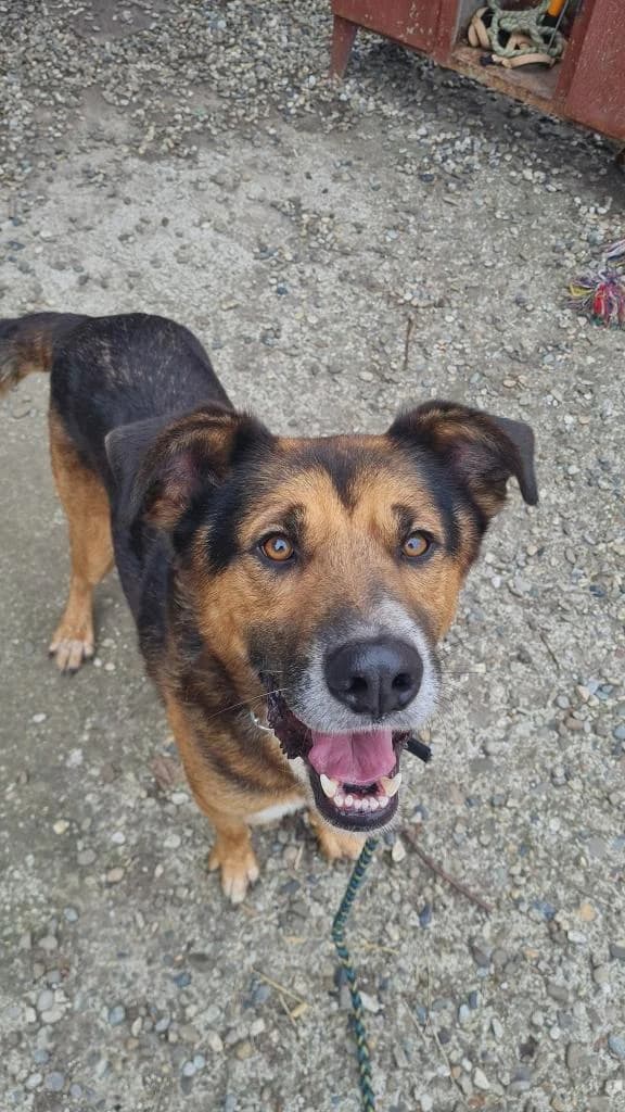JONNY 8094, male young Mixed Breed for adoption at No Limit Pets, Romania