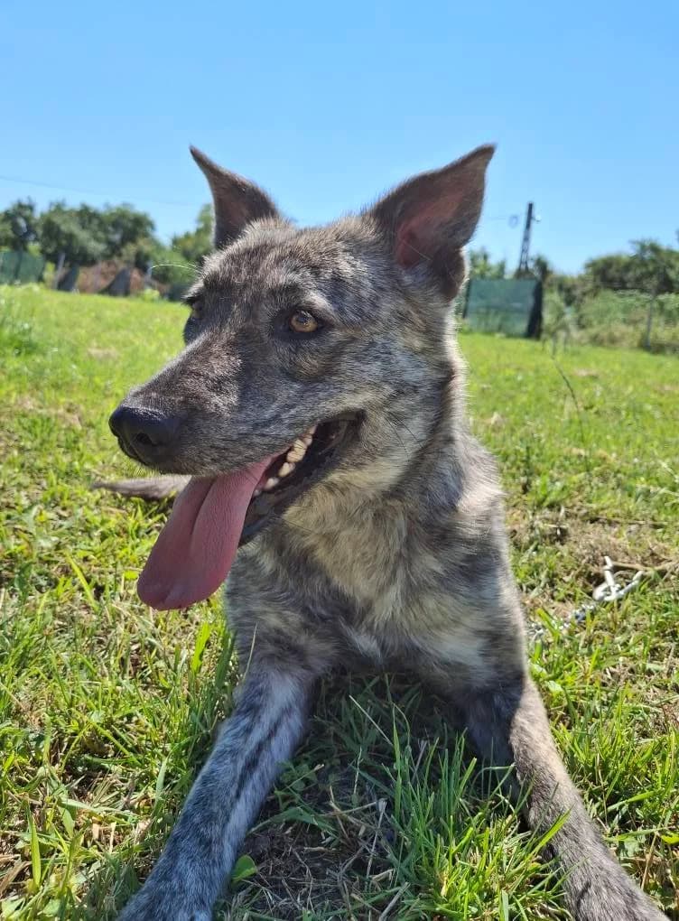 JOSCHI 5682, female mixed breed for adoption at No Limit Pets, Romania