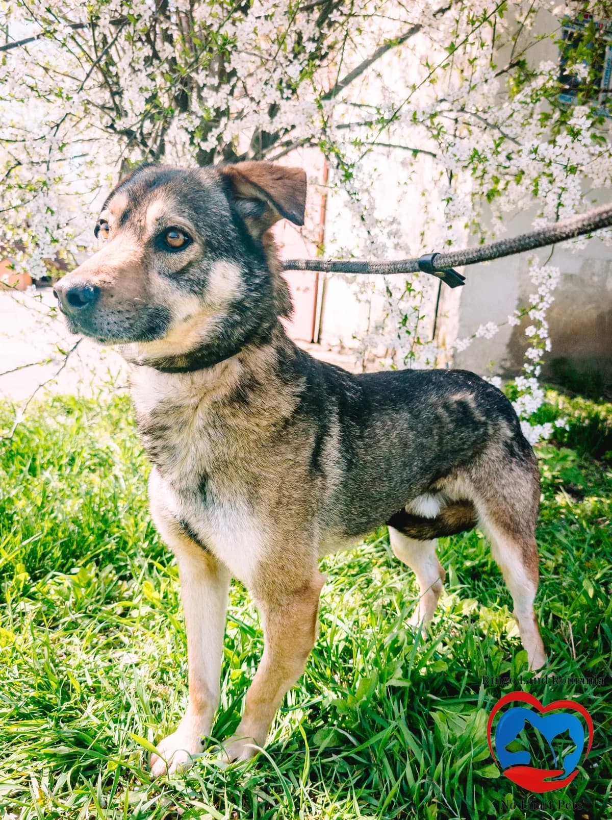 JOSCHI 0290, male Mixed Breed for adoption at No Limit Pets, Romania